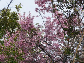 ３月の植木の様子