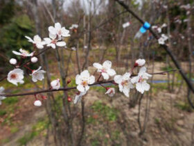 ３月の植木の様子
