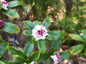 ３月の植木の様子