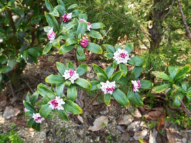 ３月の植木の様子