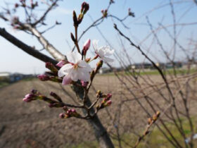 ３月の植木の様子