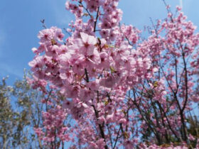 ３月の植木の様子