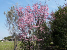 ３月の植木の様子