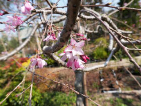 ３月の植木の様子