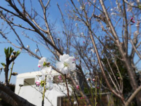 ３月の植木の様子