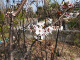 ３月の植木の様子