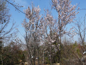 ３月の植木の様子