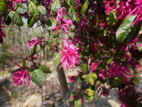 ３月の植木の様子