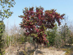 ３月の植木の様子
