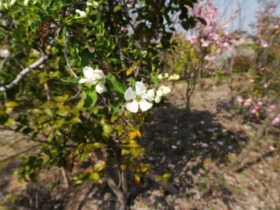 ３月の植木の様子