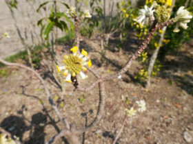 ３月の植木の様子