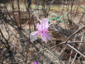 ３月の植木の様子