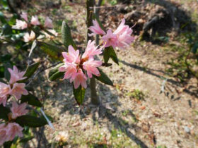 ３月の植木の様子