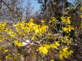 ３月の植木の様子