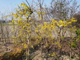 ３月の植木の様子