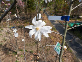 ３月の植木の様子