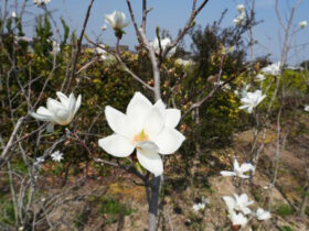 ３月の植木の様子