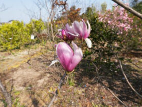 ３月の植木の様子