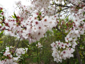 ４月の植木の様子