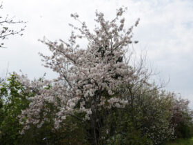 ４月の植木の様子