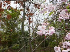 ４月の植木の様子