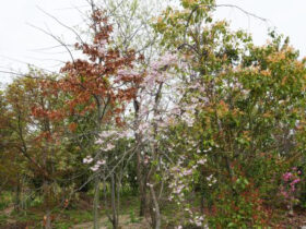 ４月の植木の様子