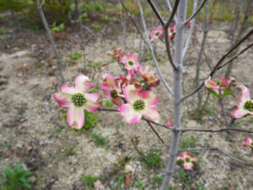 ４月の植木の様子