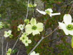 ４月の植木の様子