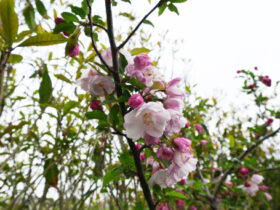 ４月の植木の様子
