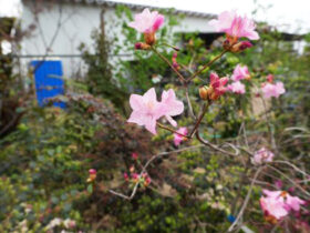 ４月の植木の様子