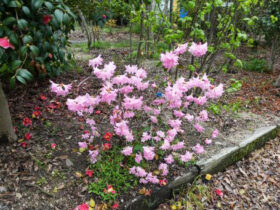 ４月の植木の様子