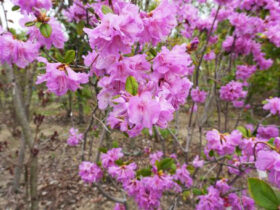 ４月の植木の様子