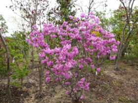 ４月の植木の様子