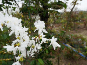 ４月の植木の様子