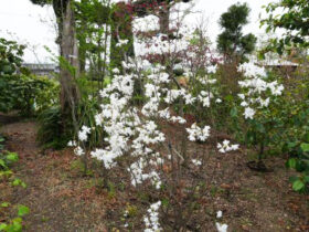 ４月の植木の様子