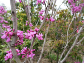 ４月の植木の様子