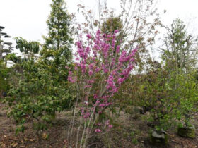 ４月の植木の様子