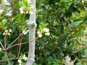 ４月の植木の様子