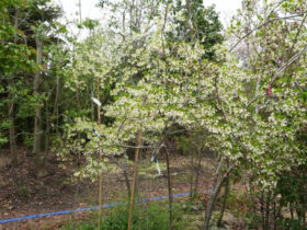 ４月の植木の様子