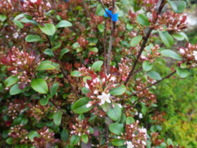 ４月の植木の様子