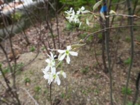 ４月の植木の様子