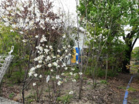 ４月の植木の様子