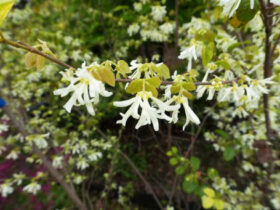 ４月の植木の様子