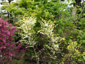 ４月の植木の様子