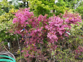 ４月の植木の様子