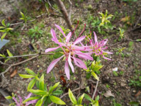 ４月の植木の様子