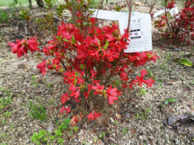 ４月の植木の様子
