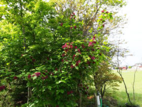 ４月の植木の様子