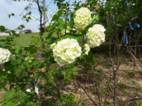 ４月の植木の様子