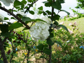 ４月の植木の様子
